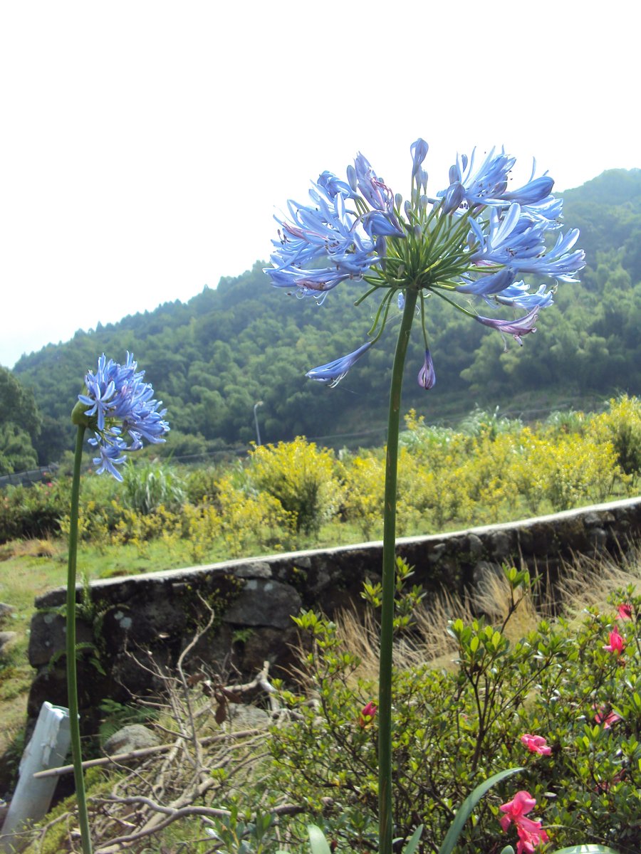 DSC08416.JPG - 水車寮  高家繡球花園