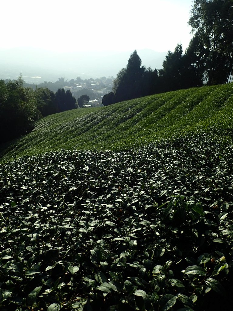 PB225322.JPG - 竹山  山坪頂茶園