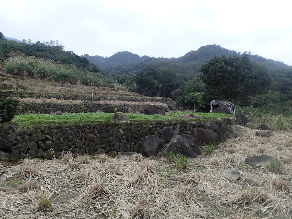 P1263997.JPG - 金山  大路崁古道