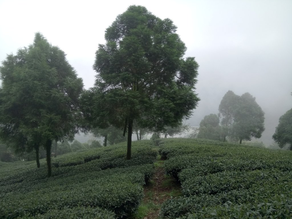 DSC_7944.JPG - 武界茶園  (02)