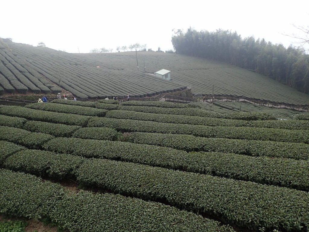 P3257903.JPG - 阿里山  頂石卓茶園之美