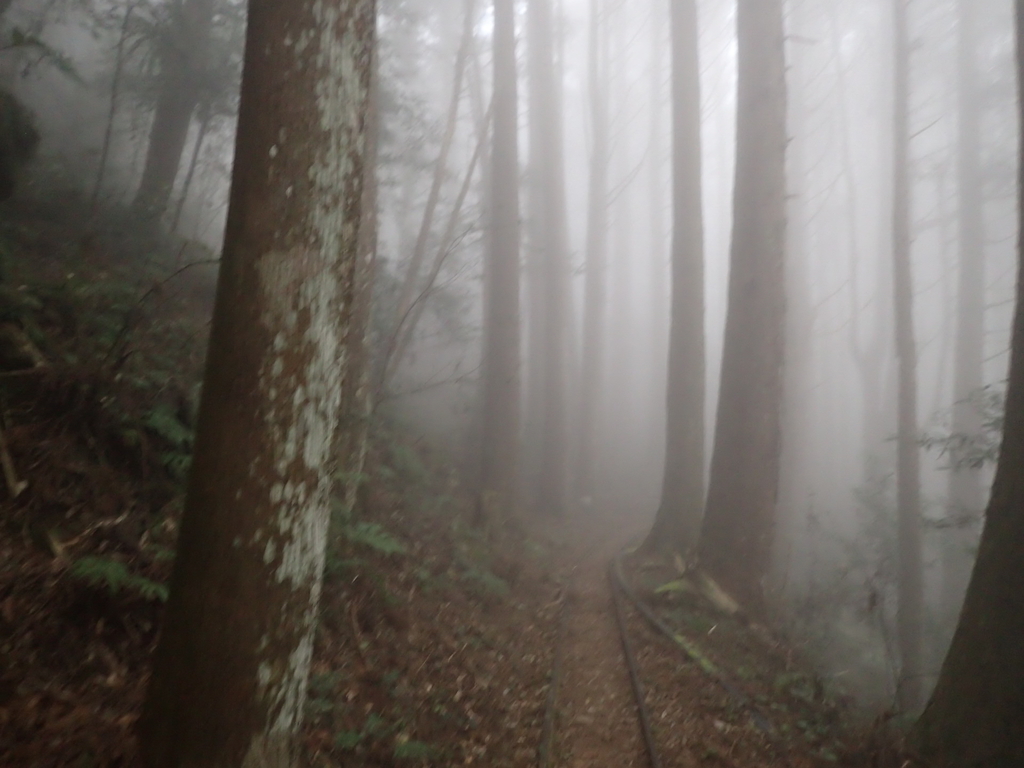 P2035017.JPG - 南庄  加里山  森林鐵道