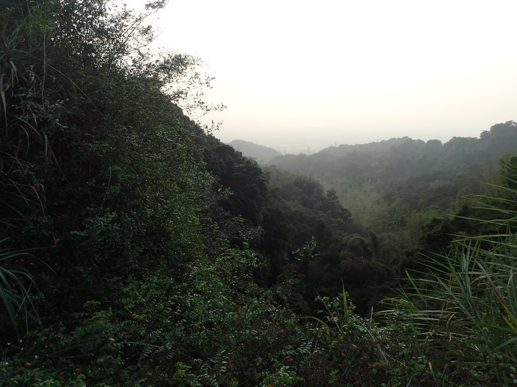 P3016193.JPG - 名間  鹿鳴茶園之  暮色沉靄