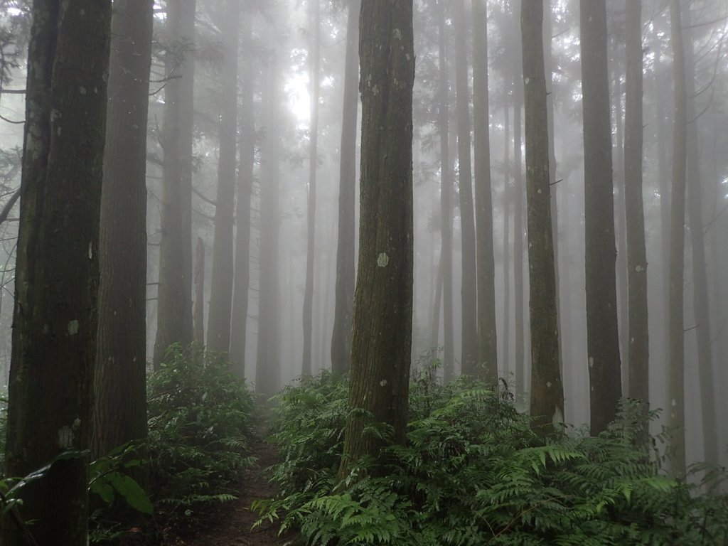 P9250217.JPG - 南庄  向天湖之  迷霧森林