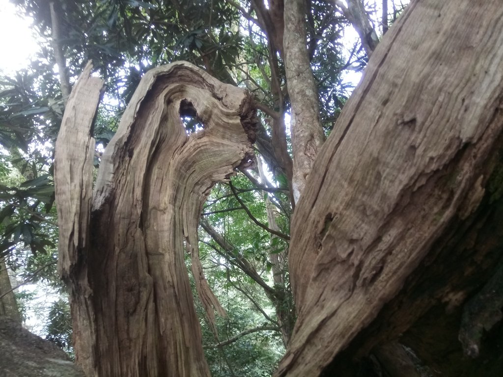 DSC_4093.JPG - 魚池  大尖山登山步道