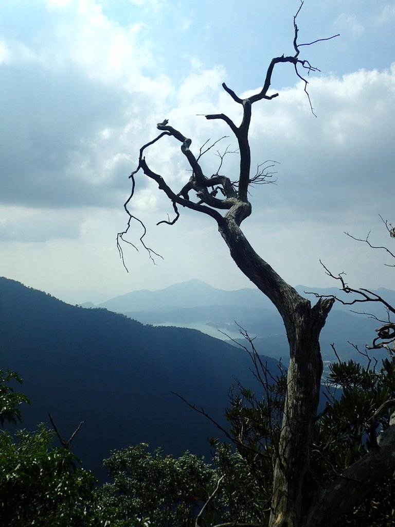 PA040489.JPG - 魚池  大尖山登山步道