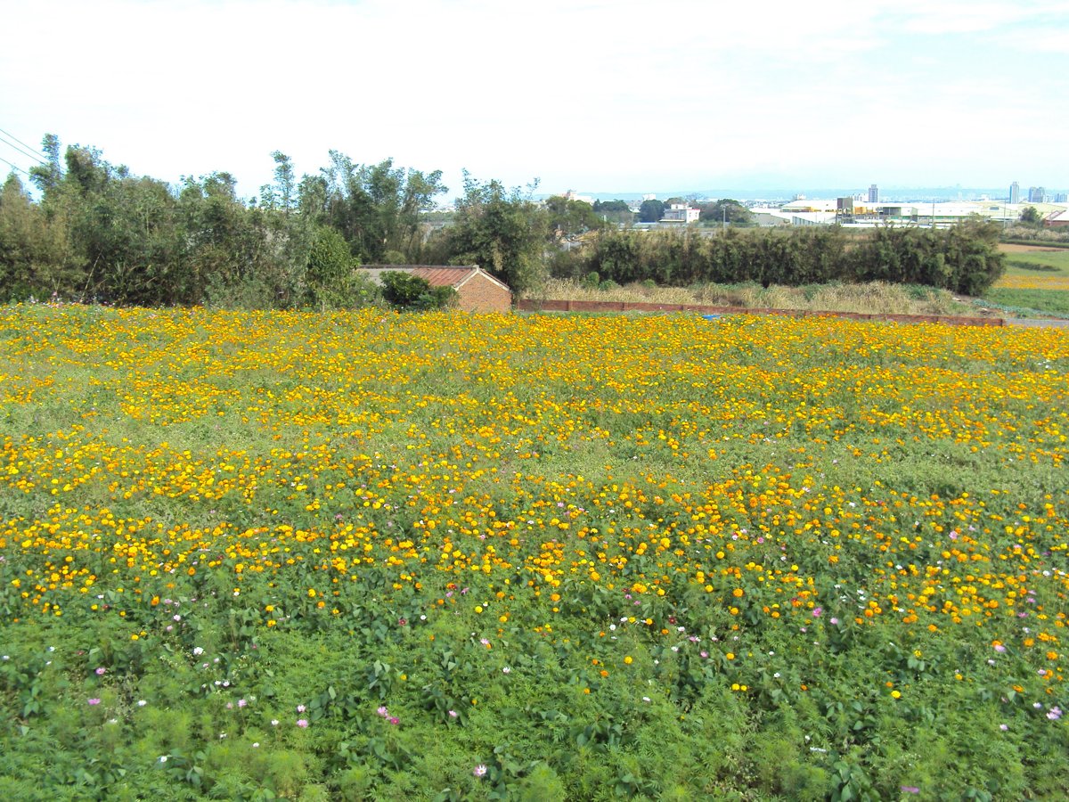 DSC04369.JPG - 中壢  山下里  黃色萬壽菊