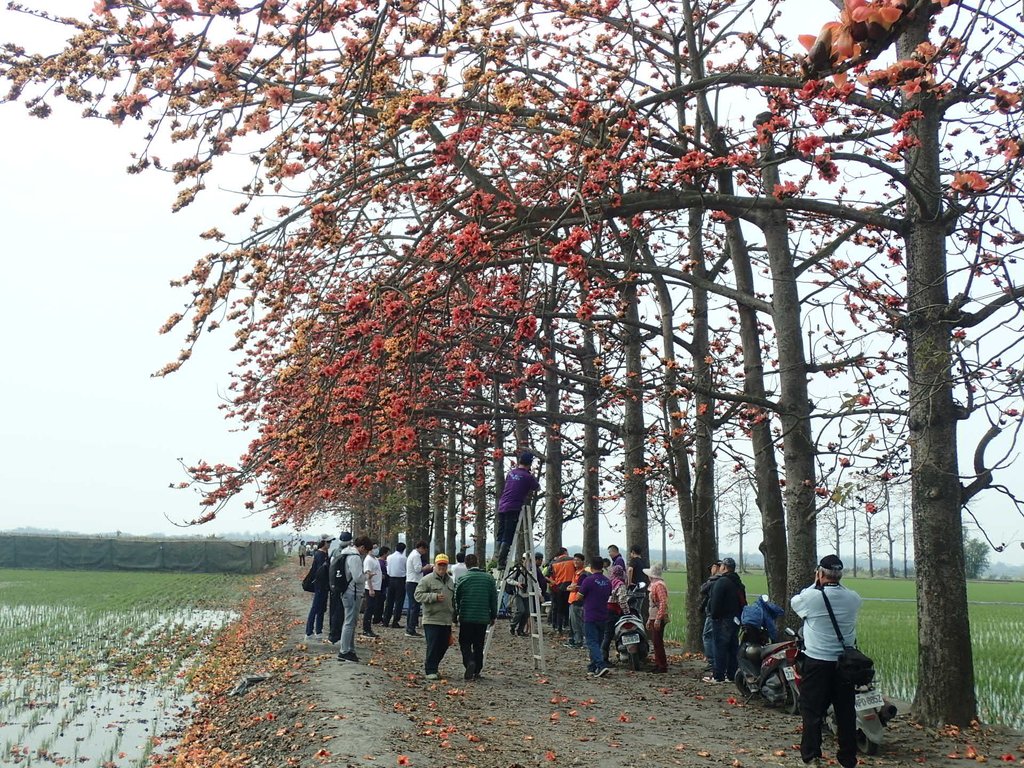 P3066480.JPG - 竹塘  田頭  木棉花道