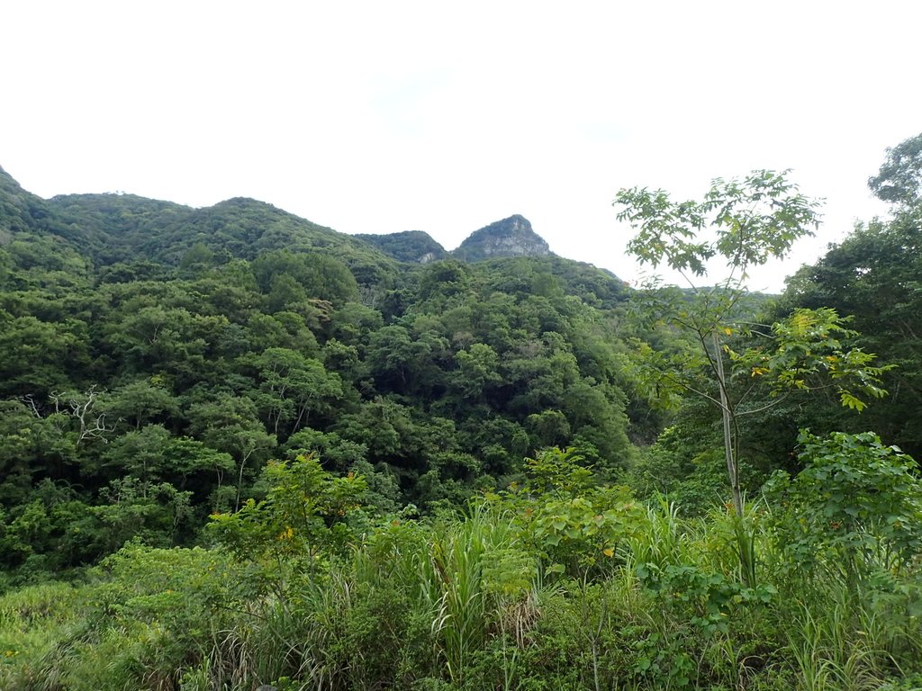 P8287250.JPG - 苗栗  泰安  虎山行