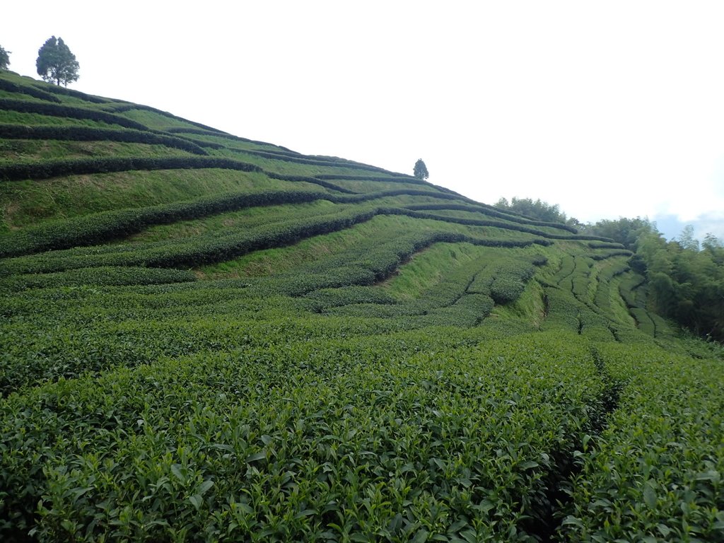 P8156589.JPG - 武界茶園  (02)