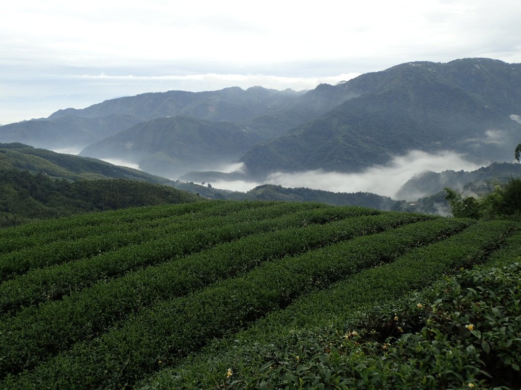 PA231761.JPG - 往三層坪途中之  茶園景致