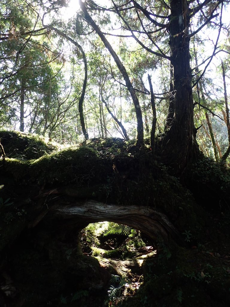 PB265455.JPG - 太平山  翠峰湖環山步道  02