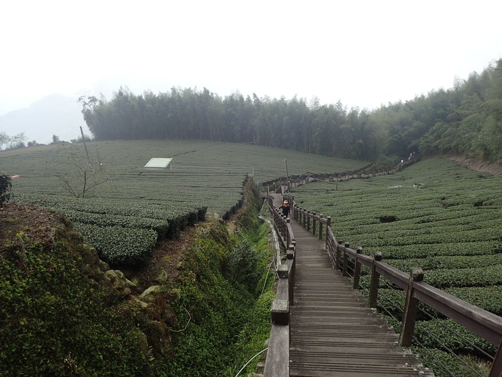 P3257907.JPG - 阿里山  頂石卓茶園之美