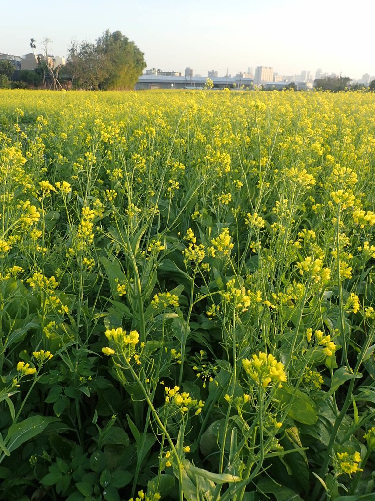 P1083467.JPG - 台中  西屯  油菜花田