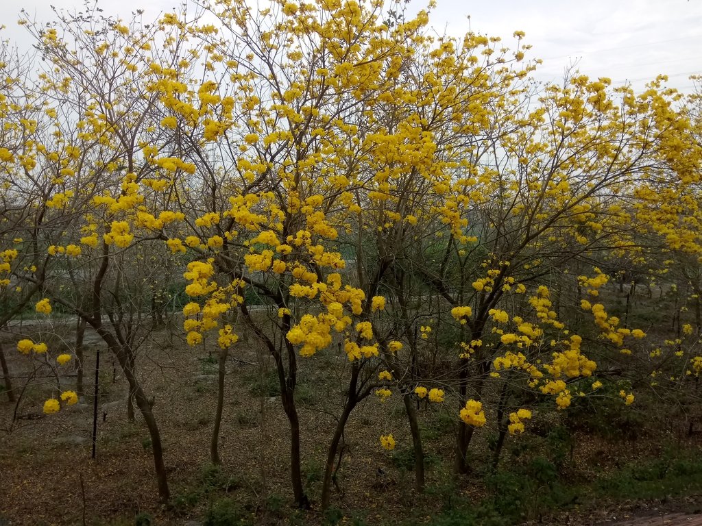 DSC_8439.JPG - 竹塘  田頭堤防  黃花風鈴木