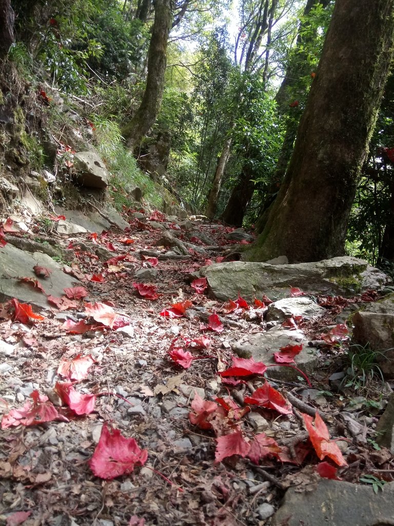 DSC_2649.JPG - 台中  和平  稍來山