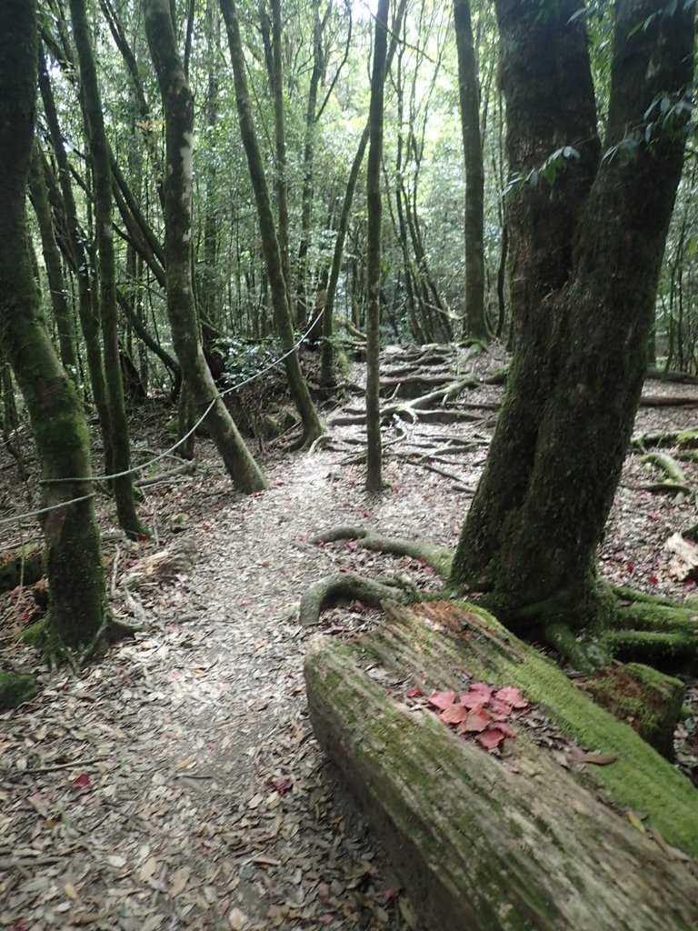 PA185643.JPG - 台中  和平  稍來山