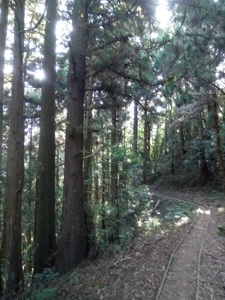 DSC_3600.JPG - 南庄  大坪林道  杜鵑嶺