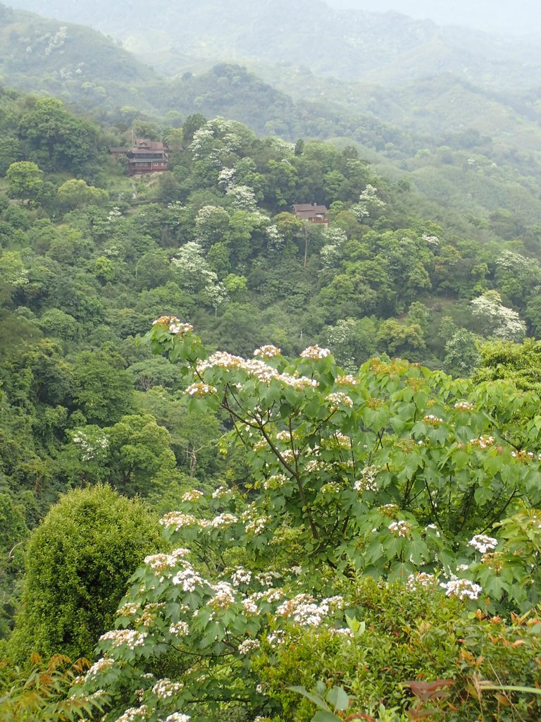 P4191924.JPG - 南庄  細湖頂  桐花山林