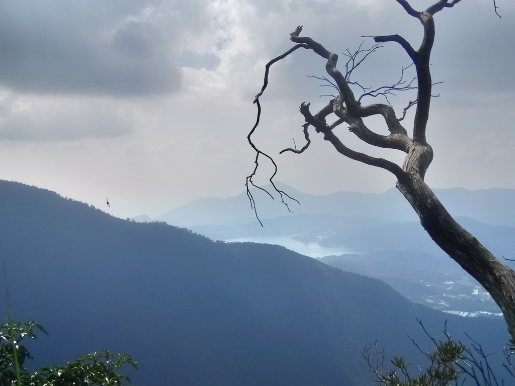 DSC_4099.JPG - 魚池  大尖山登山步道