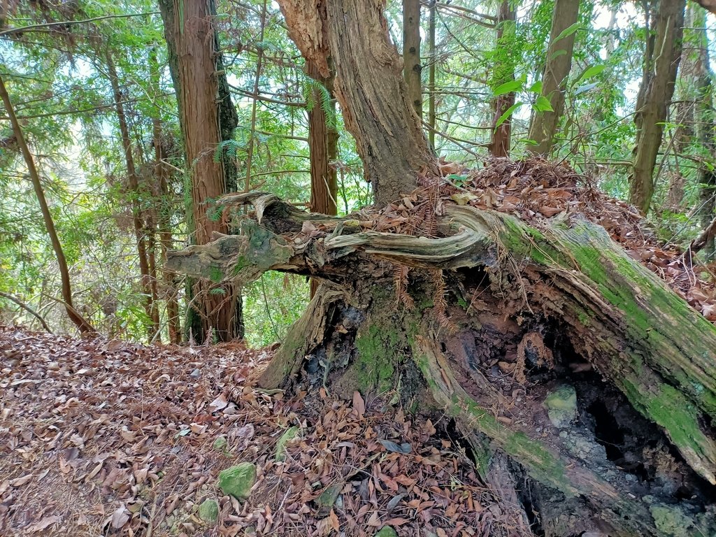 IMG20210205113333.jpg - 竹山  嶺頭山  金柑樹山