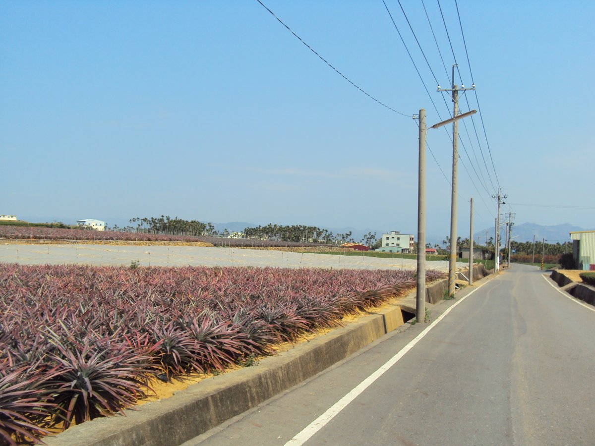 DSC03776.JPG - 名間  南田原野風光