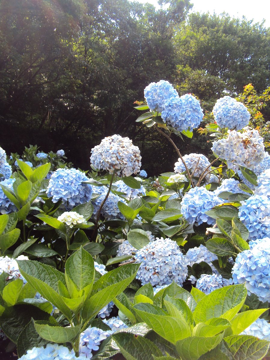 DSC08458.JPG - 水車寮  高家繡球花園