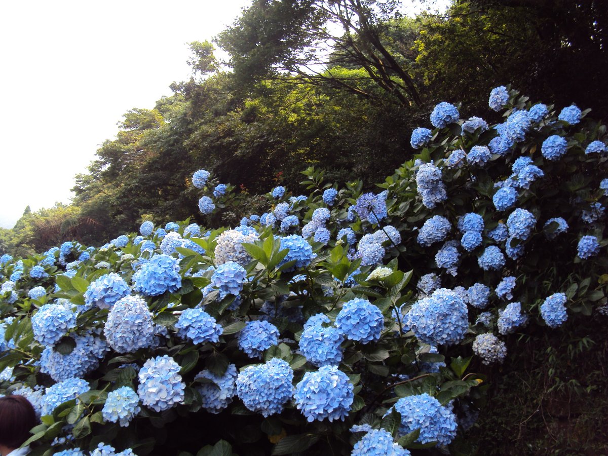 DSC08440.JPG - 水車寮  高家繡球花園