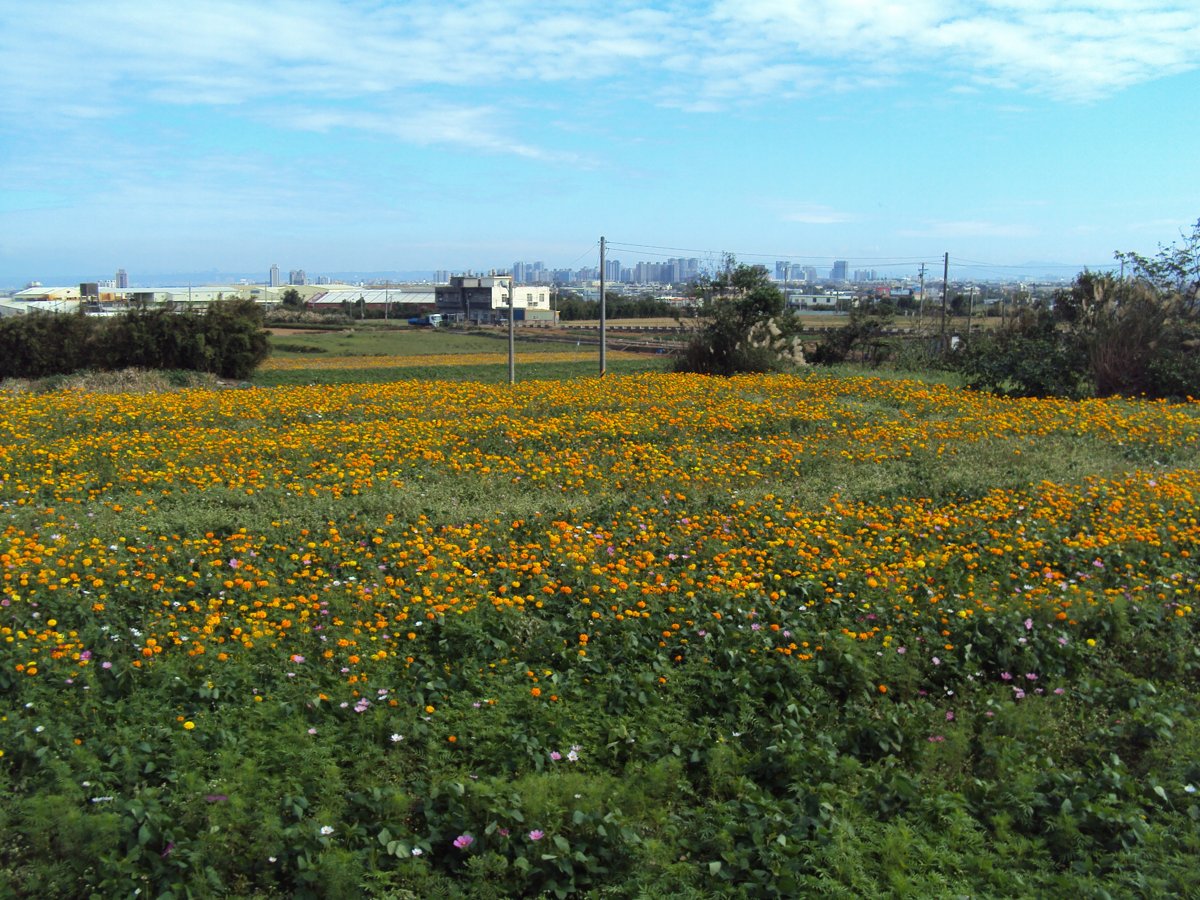 DSC04370.JPG - 中壢  山下里  黃色萬壽菊