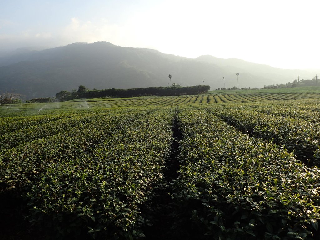 PB225362.JPG - 竹山  山坪頂茶園