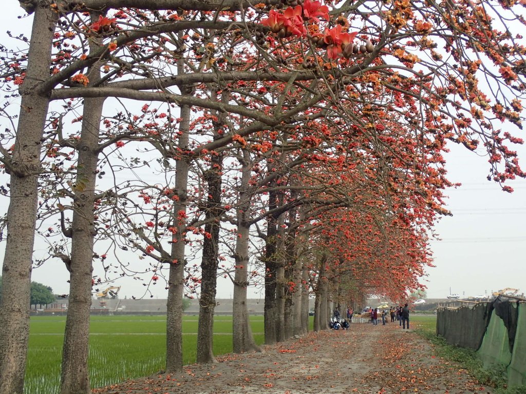 P3066499.JPG - 竹塘  田頭  木棉花道