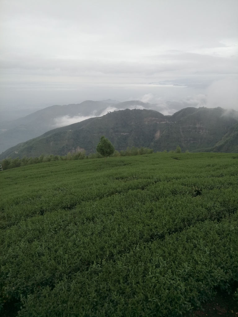 DSC_1341.JPG - 古坑  雲嶺之丘