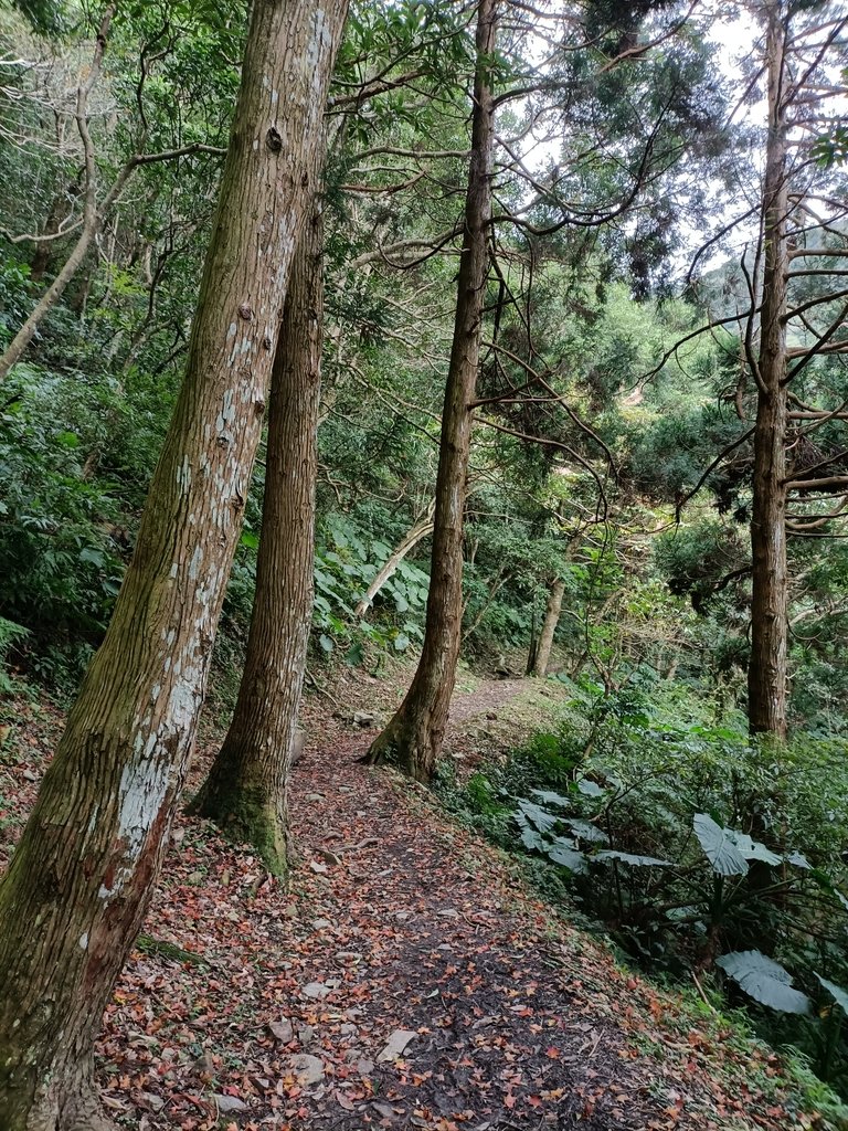 IMG20201215130150.jpg - 東眼山  東滿步道