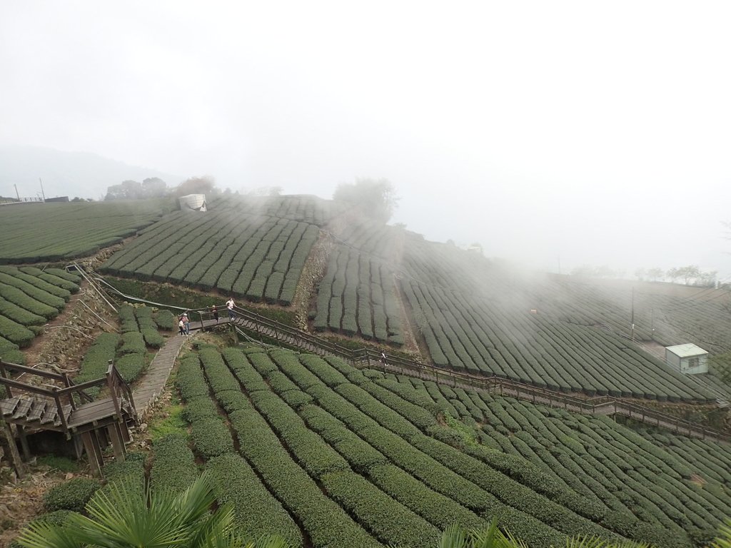 P3257914.JPG - 阿里山  頂石卓茶園之美