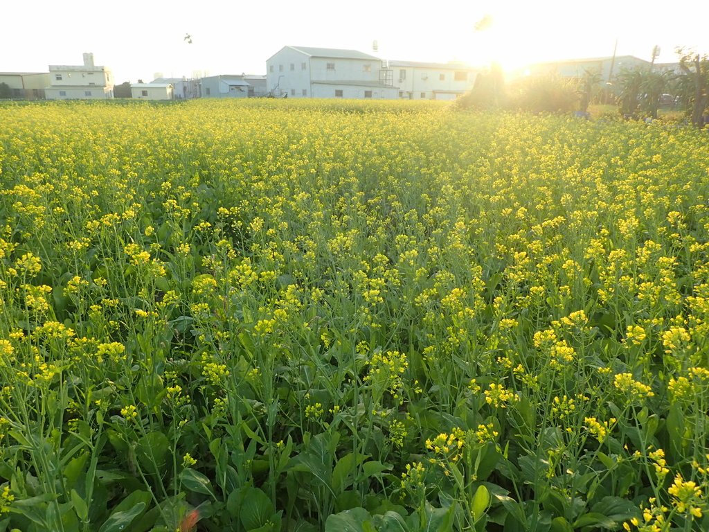 P1083472.JPG - 台中  西屯  油菜花田