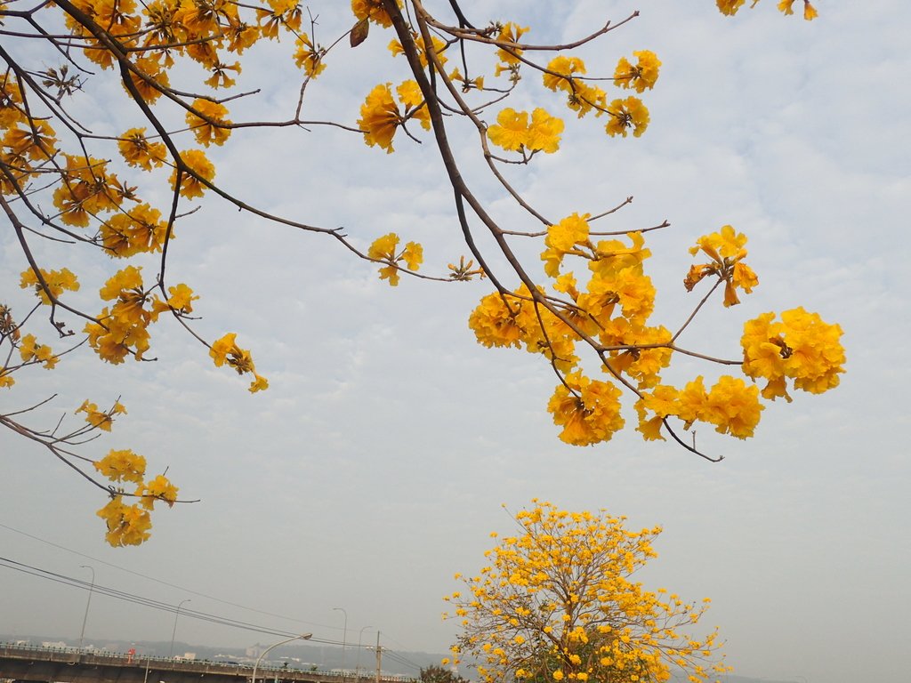 P3066311.JPG - 南投  貓羅溪畔  黃花風鈴木