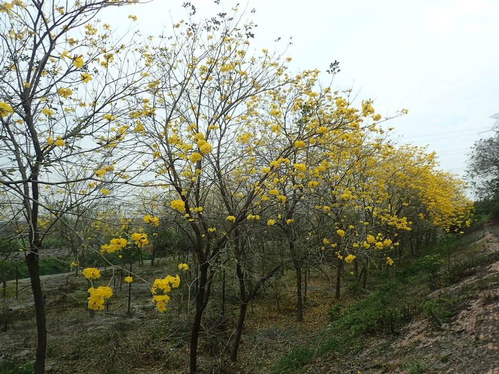 P3066538.JPG - 竹塘  田頭堤防  黃花風鈴木