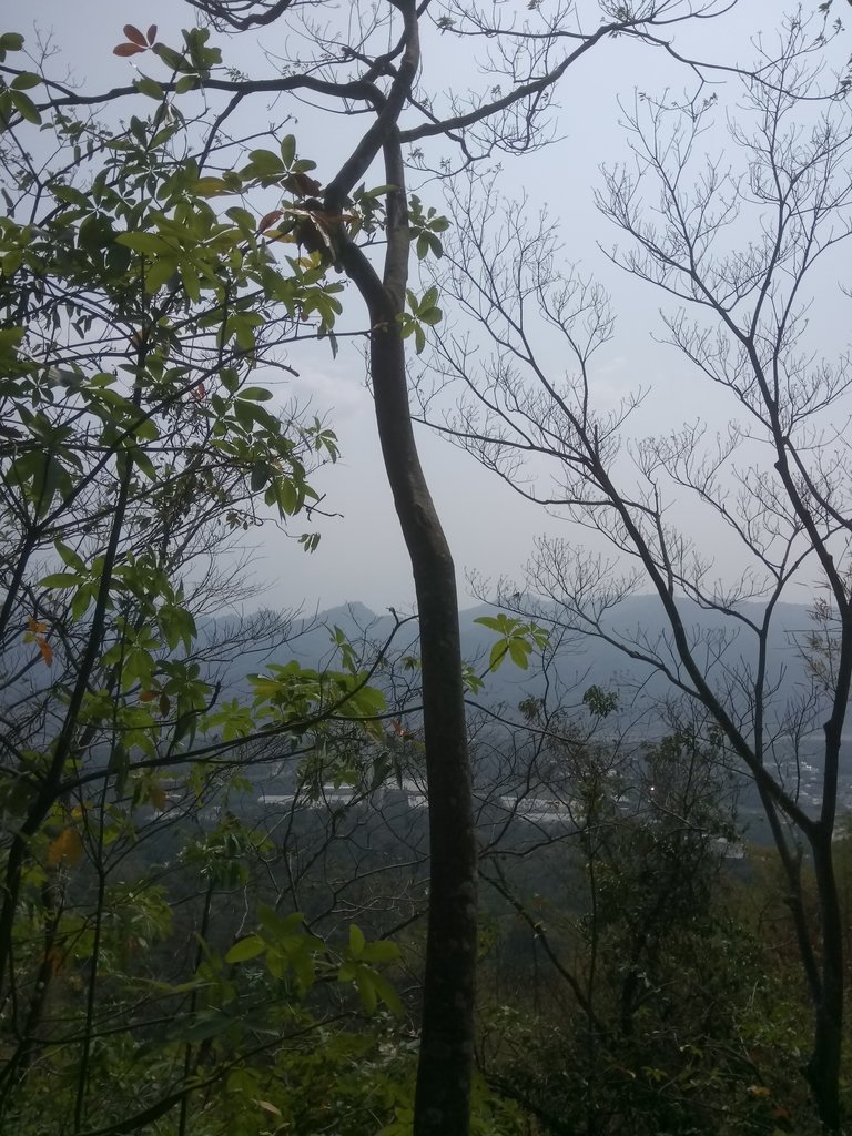 DSC_7297.JPG - 草屯平林  九九峰森林步道