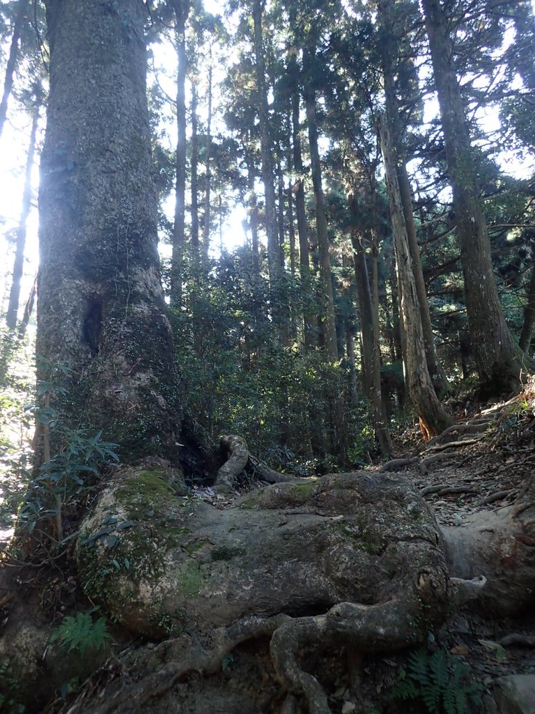 P2034729.JPG - 南庄  大坪林道  杜鵑嶺