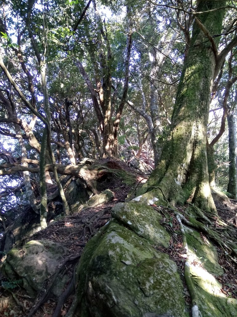 DSC_3604.JPG - 南庄  大坪林道  杜鵑嶺