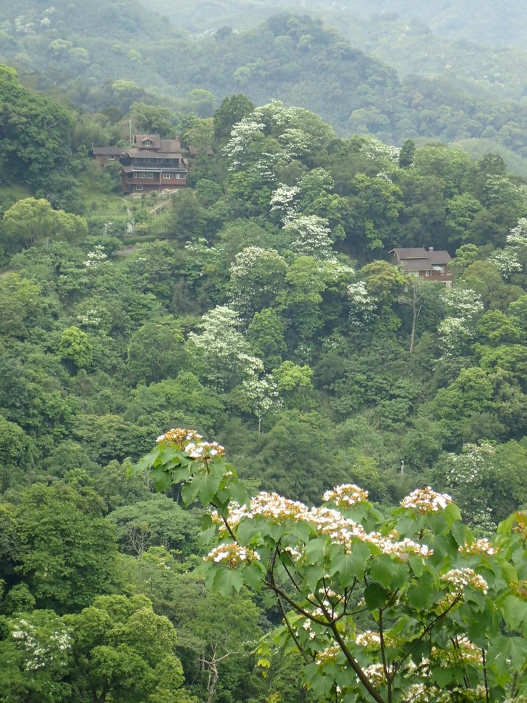 P4191928.JPG - 南庄  細湖頂  桐花山林