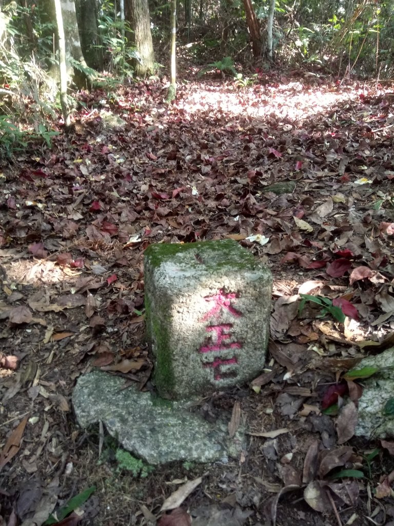 DSC_4108.JPG - 魚池  大尖山登山步道