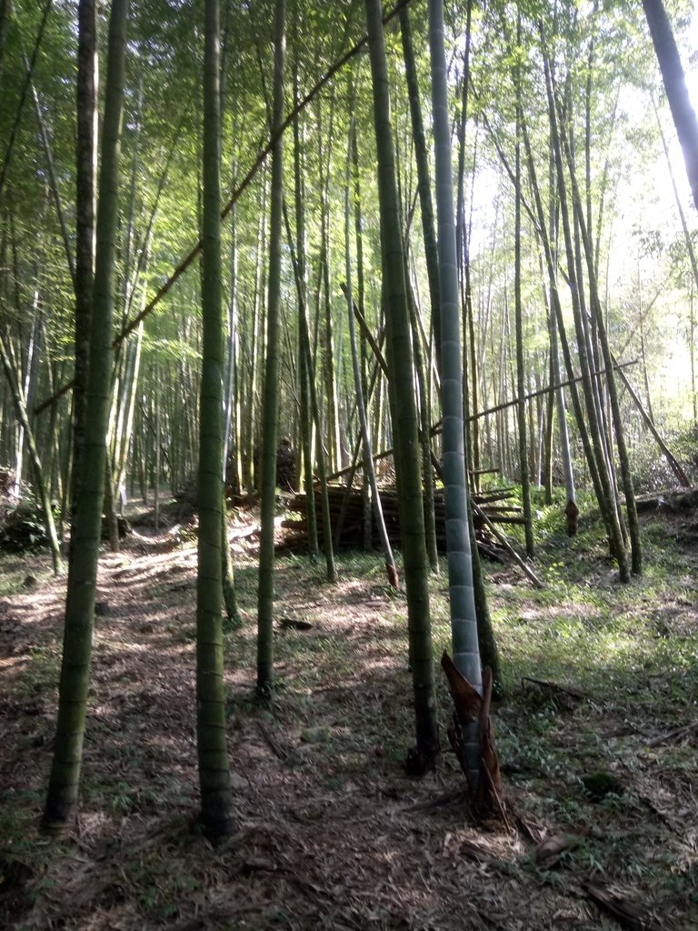 DSC_4104.JPG - 魚池  大尖山登山步道