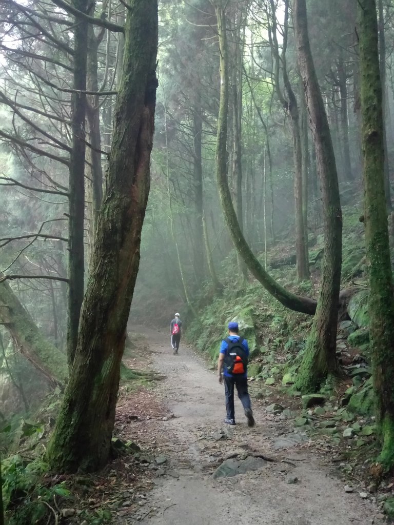 DSC_5306.JPG - 台中  和平  橫嶺山自然步道