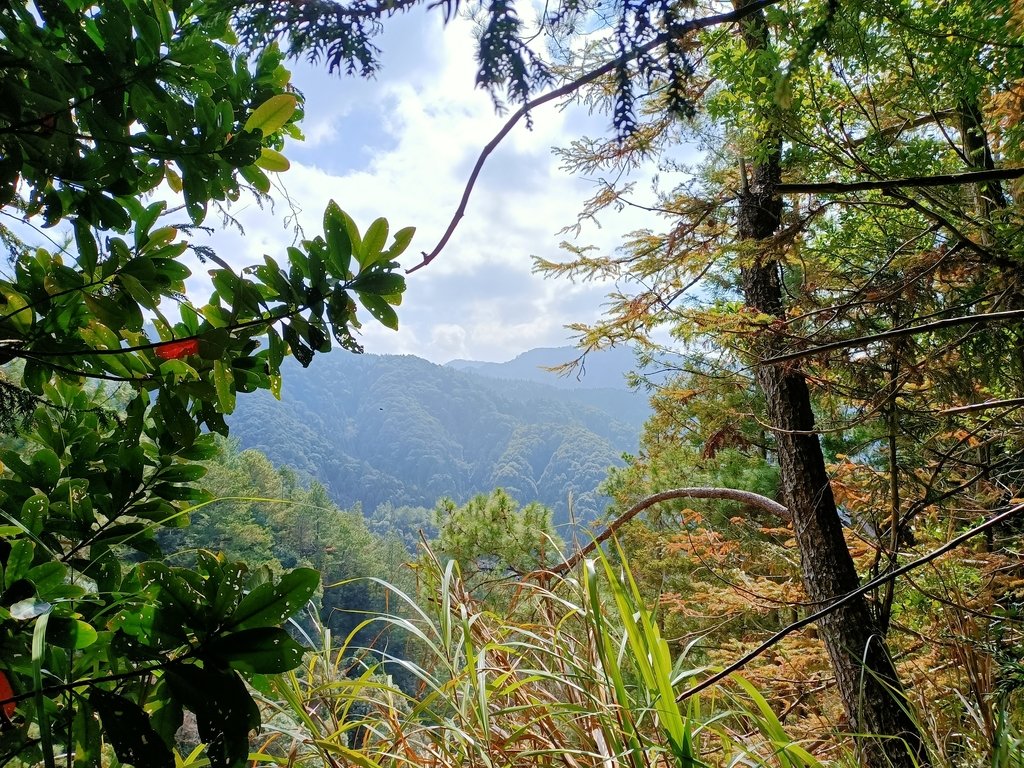 IMG20210205114107.jpg - 竹山  嶺頭山  金柑樹山