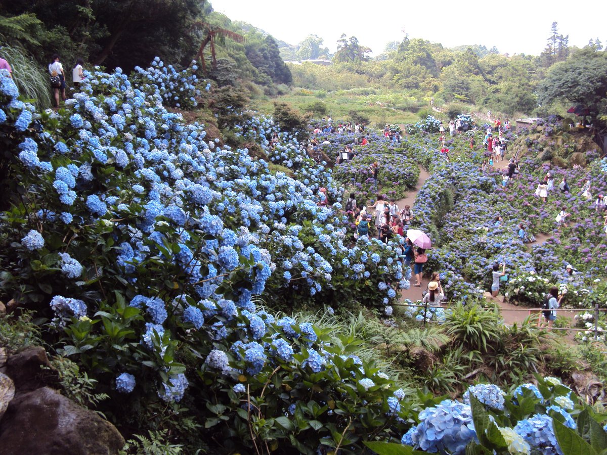 DSC08476.JPG - 水車寮  高家繡球花園