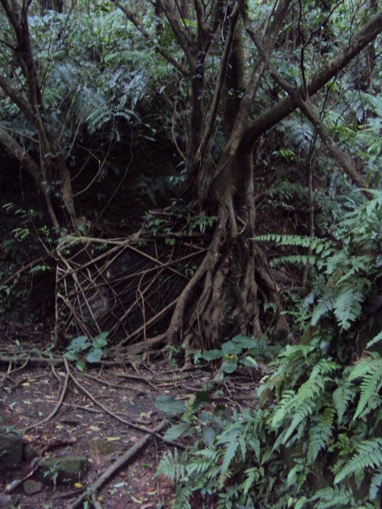 DSC03334.JPG - 瑞芳  粗坑口登山步道