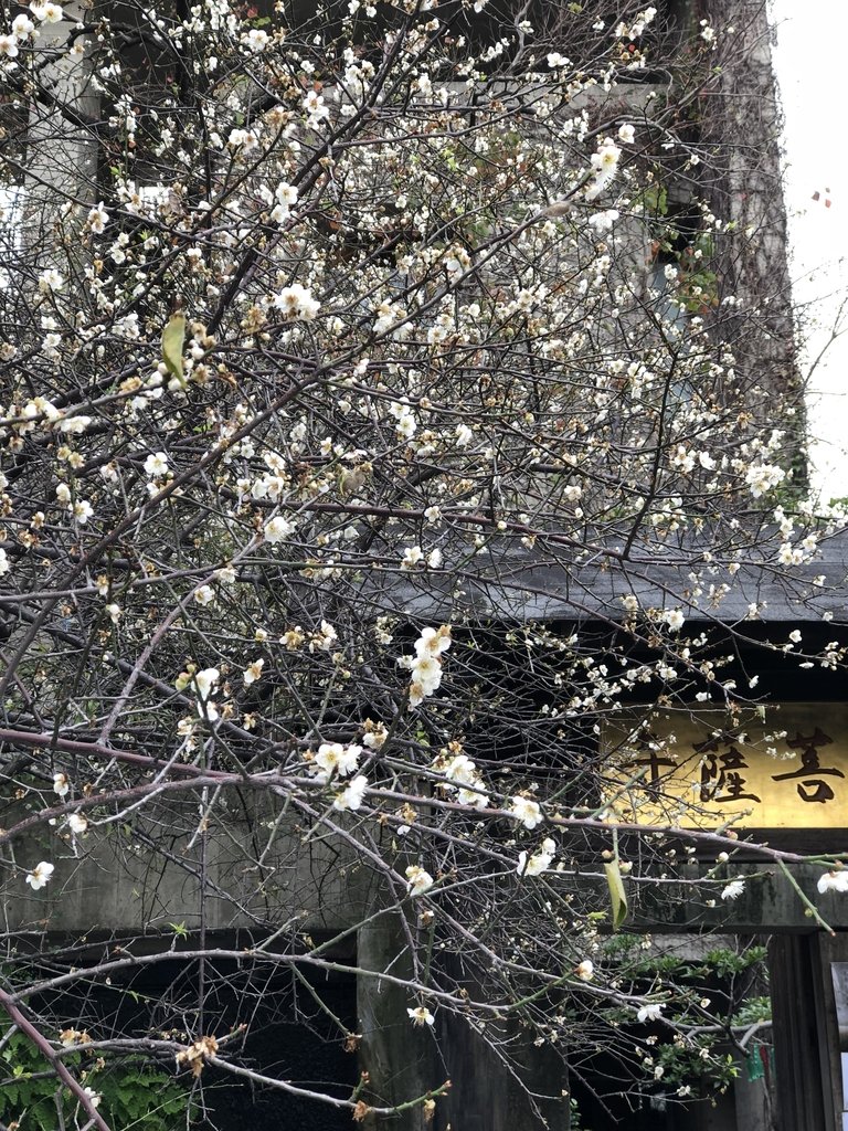 IMG_0109.JPG - 再訪  大里  菩薩寺