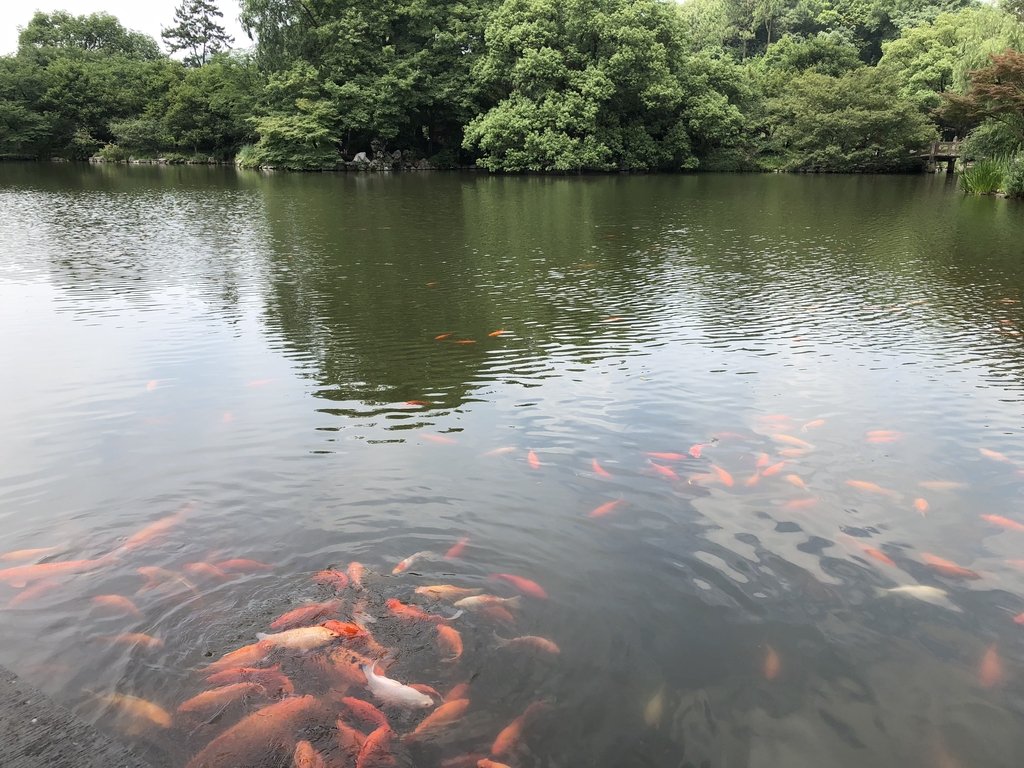 IMG_2007.JPG - 杭州西湖  花港觀魚