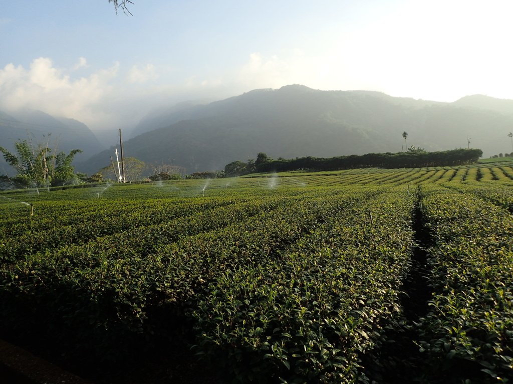 PB225364.JPG - 竹山  山坪頂茶園